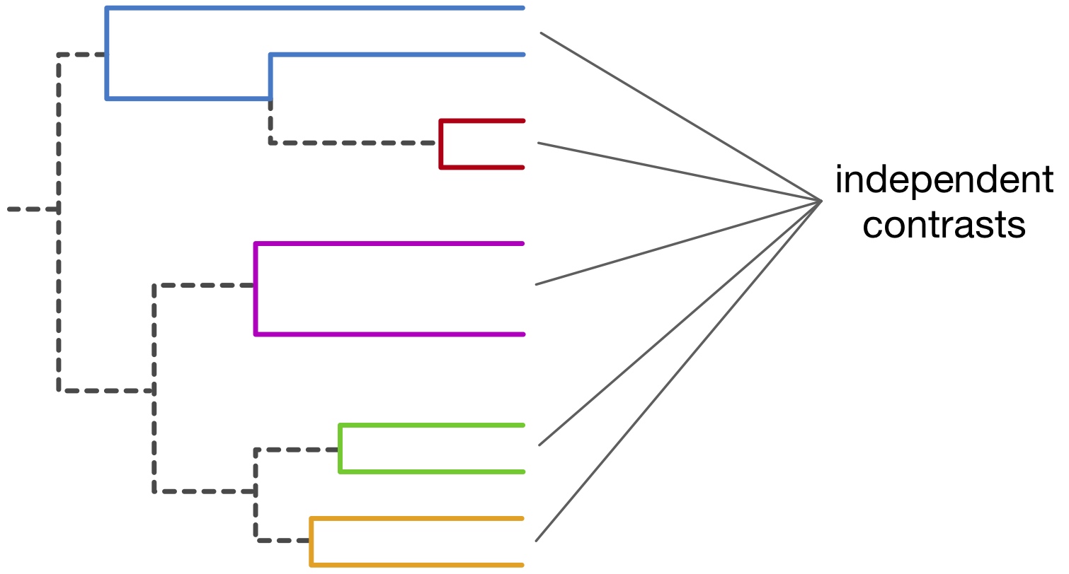 Illustration of a phylogeny, encoding evolutionary relationships between individual organisms with known geographic locations, used to examine their dispersal dynamics. By comparing the geographic and evolutionary distances of pairs of closely related organisms ('independent contrasts', colored segments), we can estimate the rate at which they dispersed.